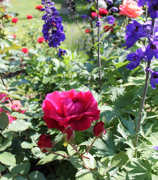 Blick in den Garten