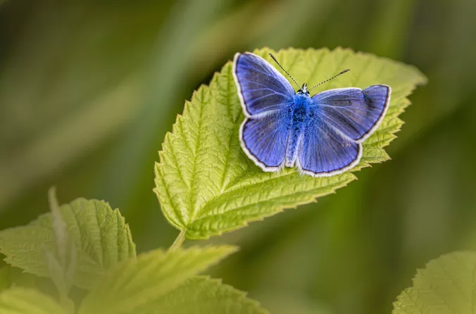 Schmetterling © Pixabay / Erik Karits