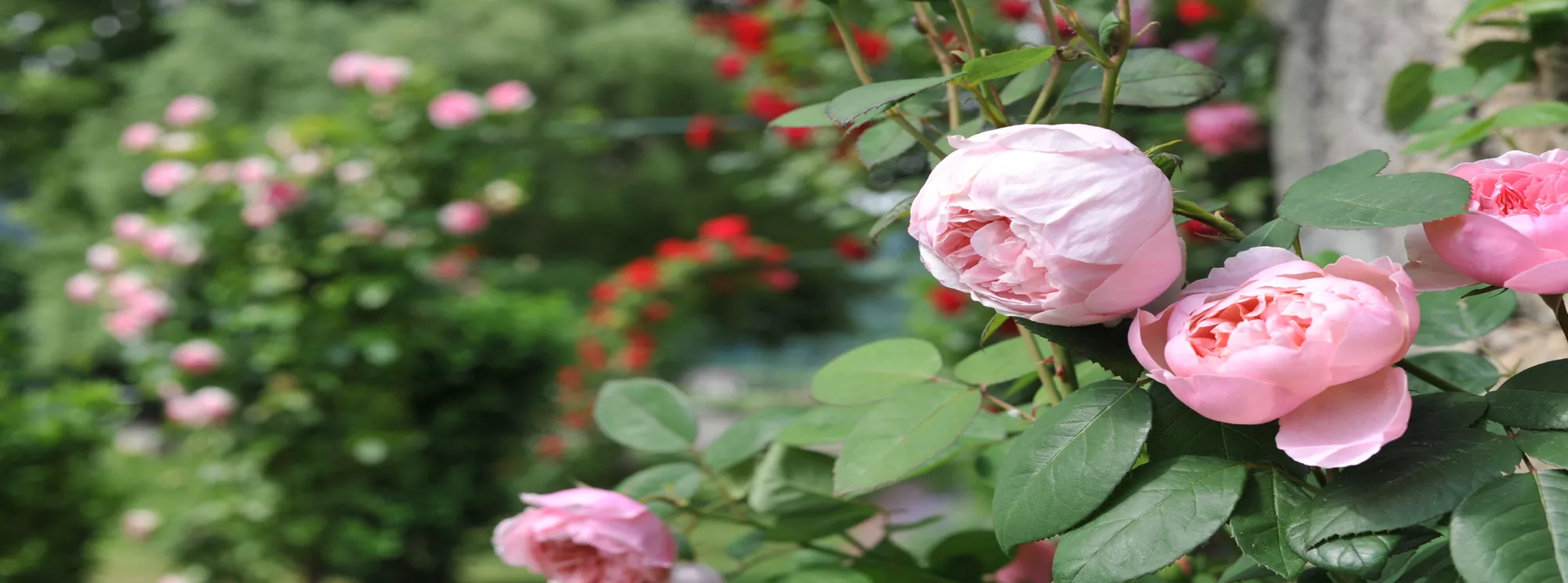 Rosen