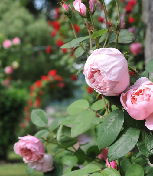 Klostergarten